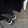 Mary Jane Klein argento nero