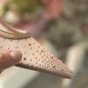 Slingback Eclissi rose' gold